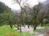 Яблоневый сад в Харсиле. 