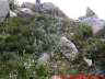 Гималайские фото. Цветы Бхуджбасы