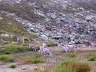 Гархвальские Гималаи, Тапован. Горные козлы