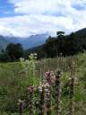 Цветы и травы высокогорного курорта Аули 3.019 метров
