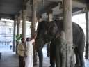 Храмовая слониха в Мадурае. Фото Андрея Малашенка
