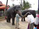 Шрингери, благословение слона