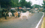 21. Вот так коровы переходят улицы Дели